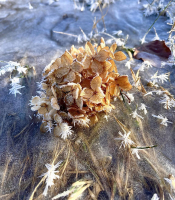 Crystal_Flowers_Pamela_Peeters.jpg