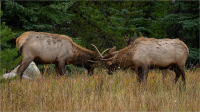 Elk_Playing_by_Bert_Schmitz.JPG