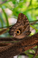 Eye_of_a_Fly_Serbaniewicz.jpg