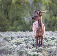 Female_Elk_DawnDingee.jpg