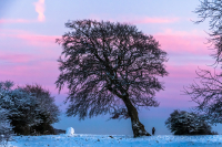 Lone_Tree_at_dawn_-_Ian_Peters-3677.jpg