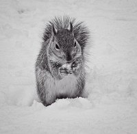 A_Winter_Snack_-_By_Karen_McMahon.jpg