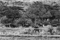 Elephants_home_on_the_range_-_Ian_Peters-.jpg