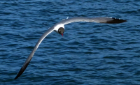 Laughing_Gull_in_Flight_-.jpg