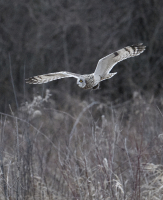 NZ83438_shortEarOwlWithVole.jpg