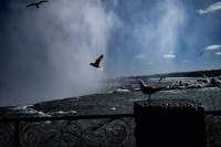 Niagara_Gulls2.jpg