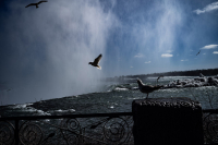 Niagara_Gulls2.jpg