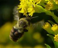 P1090671Busy_BEE.jpg