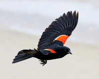 Red_Winged_Black_Bird_At_Beach_-_By_Karen_McMahon.jpg