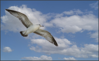 Seagull_Soaring_5.jpg