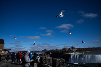 niagara_Gulls.jpg