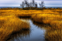 Marsh_Land_by_Bert_Schmitz.jpg