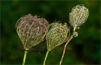 Seed_Pots_by_Bert_Schmitz.JPG