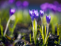 Spring_Crocus.jpg