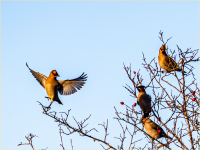 Waxwing_dance_-_Ian_Peters_stroke_-Edit.jpg