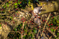 Waxwing_juggling_in_the_Ivy_League_-_Ian_Peters_20240118_.jpg