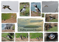 Puffin_around_Skomer_-_Ian_Peters.jpg