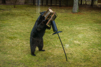 Bear_Snacking_at_feeder_by_Bert_Schmitz.jpg