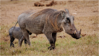 Warthog_with_Young_by_Bert_Schmitz.jpg