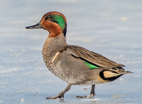 Green_Winged_Teal_-_By_Karen_McMahon.jpg