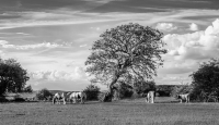 Lone_Tree_and_Friends_-_Ian_Peters.jpg