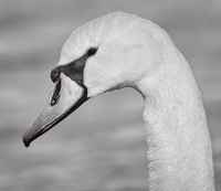 Mute_Swan_-_By_Karen_McMahon.jpg