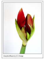 Amaryllis_Effusion.jpg