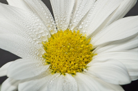 Daisy_-_By_Karen_McMahon.jpg