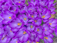 Spring_Crocuses_DawnDingee.jpg