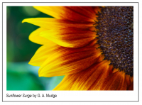 Sunflower_Surge.jpg