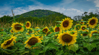 Sunflowers_by_Bert_Schmitz.jpg