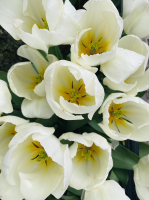 TulipsWhite-PamelaPeeters.jpg