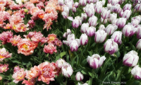 Tulips_in_Bloom_DawnDingee.jpg