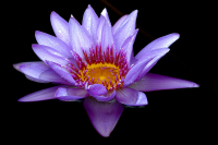 Water-Lily-by-Bert-Schmitz.jpg