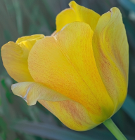Yellow_Tulip_-By_Karen_McMahon.jpg
