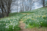 Daffodil_Hill_Path_2024_Hoeller.JPG