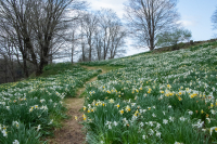 Daffodil_Hill_Path_II_Hoeller.JPG