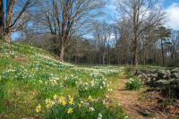 Daffodil_Path_2024_Hoeller.JPG