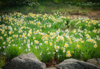 Daffodil_Rock_Garden_2024_Hoeller.JPG