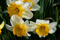 Daffodils_3.jpg