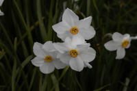 Daffodils_5.jpg