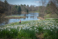 Debbie_n_Daffodils_Hoeller.JPG