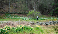 Erisel_Shooting_Daffodils_Hoeller.JPG