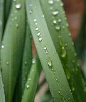 Water_Droplets_on_Daffodil_Leaves_Hoeller.JPG