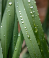 Water_Droplets_on_Daffodil_Leaves_Hoeller.JPG