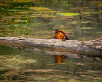 Eastern_Painted_Turtle_Hoeller.JPG