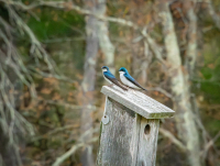 Tree_Swallows_White_Memorial_Hoeller.JPG