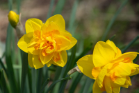 Yellow_Daffodils_White_Memorial_Hoeller.JPG