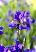 Iris.jpg