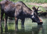 Moose_taking_a_Drink.jpg